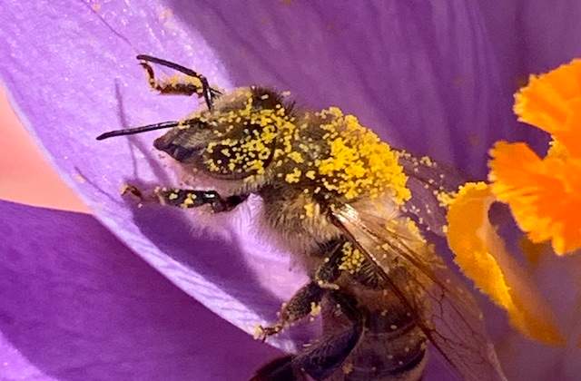 Bee Covered In Pollen Spring