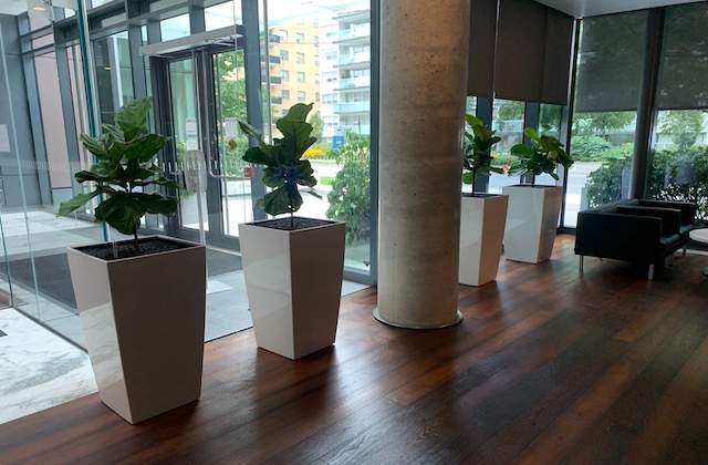 Benefits Of Indoor Plants In commercial spaces