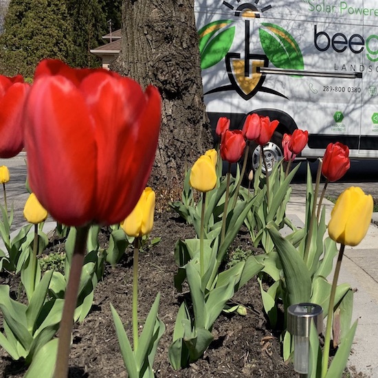 Bulb Planting Service Burlington