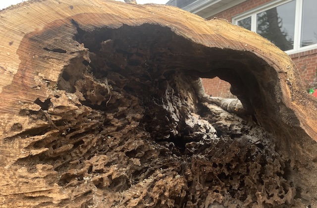 Dead Tree Removal Burlington