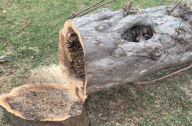 Dead Hollow Tree Removal Burlington