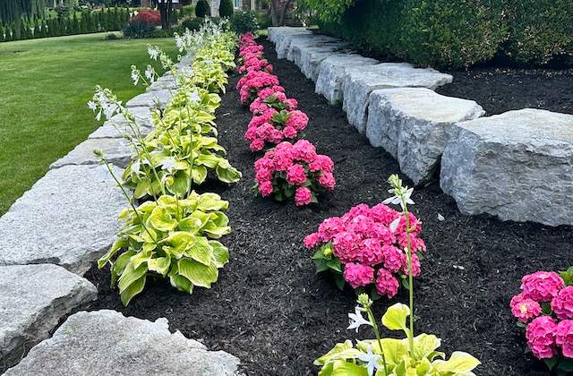 Garden Bed Planting With Pink Hydrangeas