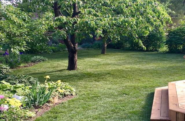 How To Lay Sod After