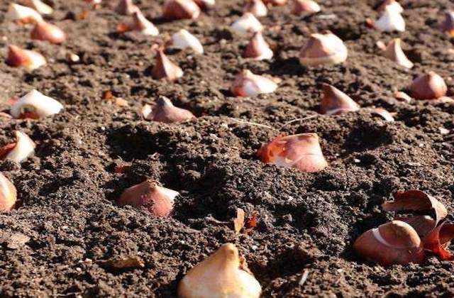 Tulip Bulbs In Soil