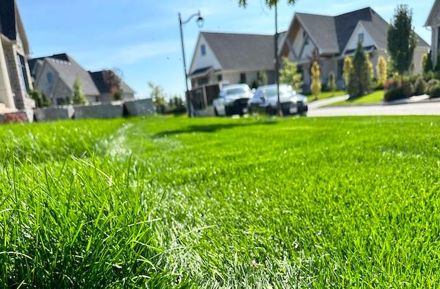 Lawn Aeration Benefits 