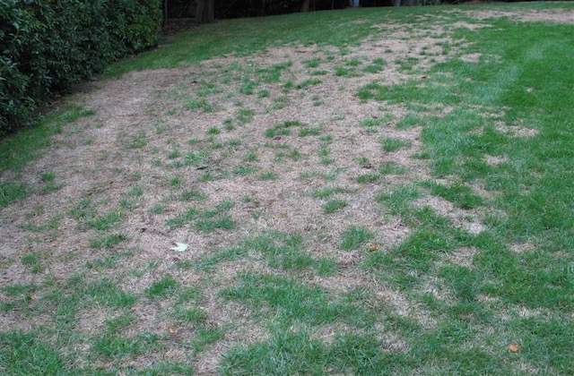 Damaged Lawn From Grubs