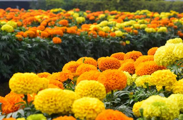 Bright Yellow Marigold Flowers