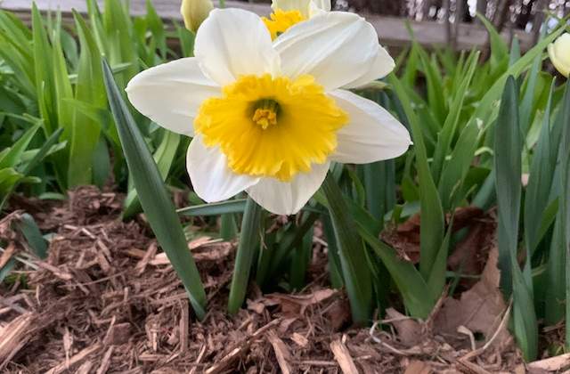 Spring Flowers Burlington