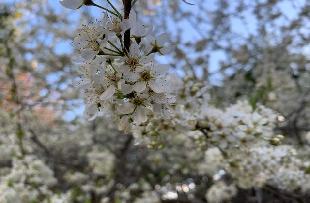 White Blooms Cherry Tree Fertilizer