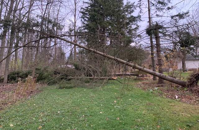 Fallen Tree Removal Burlington