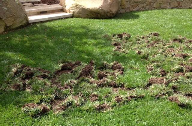 Lawn damage From Grubs